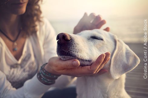 Animais de estimação: um conceito jurídico em transformação no Brasil